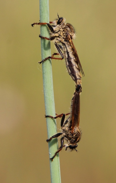 Echthistus rufinervis
