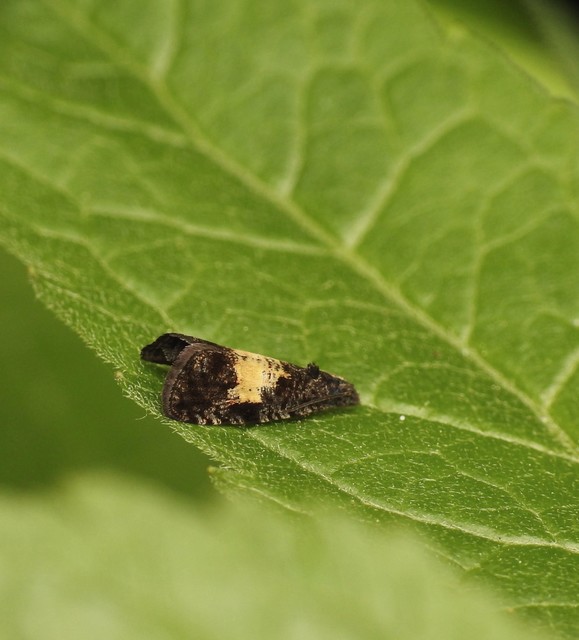 Endothenia nigricostana - tisztesfű-tükrösmoly