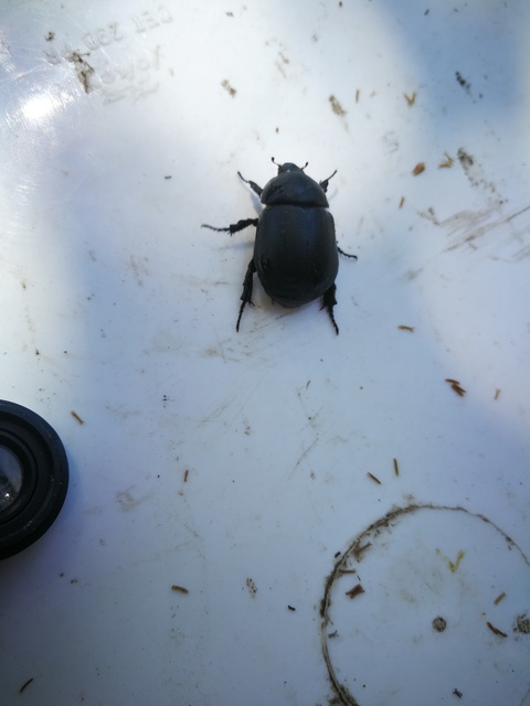 Pentodon idiota - butabogár