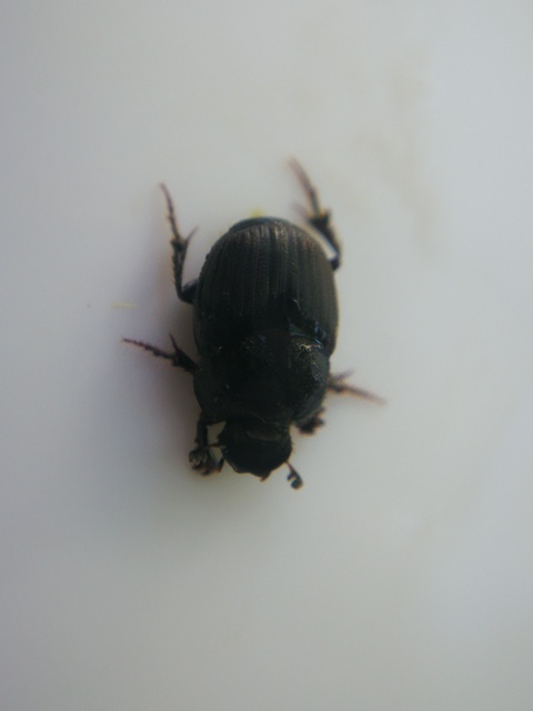 Onthophagus furcatus - villás trágyatúró