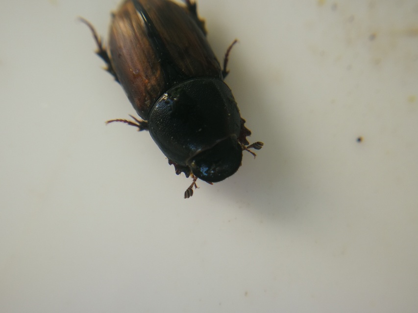 Aphodius erraticus - barnáshátú trágyabogár