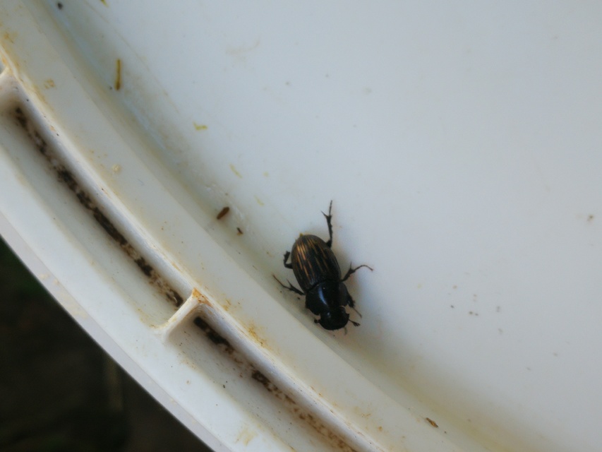 Aphodius luridus - tarka trágyabogár
