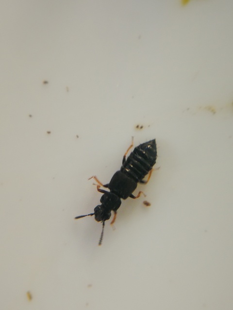 Anotylus Anotylus