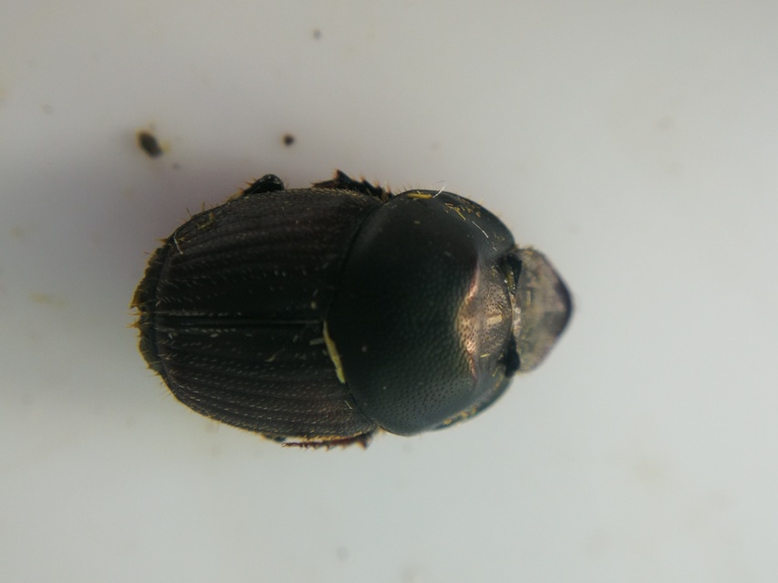 Onthophagus illyricus - tülkös trágyatúró