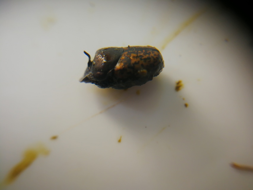 Onthophagus nuchicornis - homoki trágyatúró