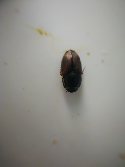 Aphodius erraticus - barnáshátú trágyabogár
