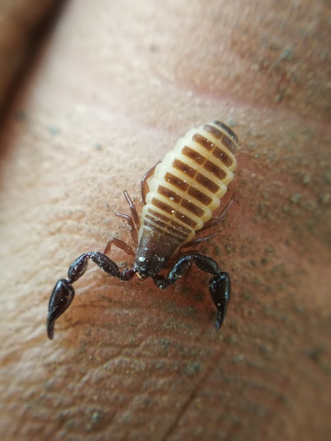 Pseudoscorpionida - Álskorpiók