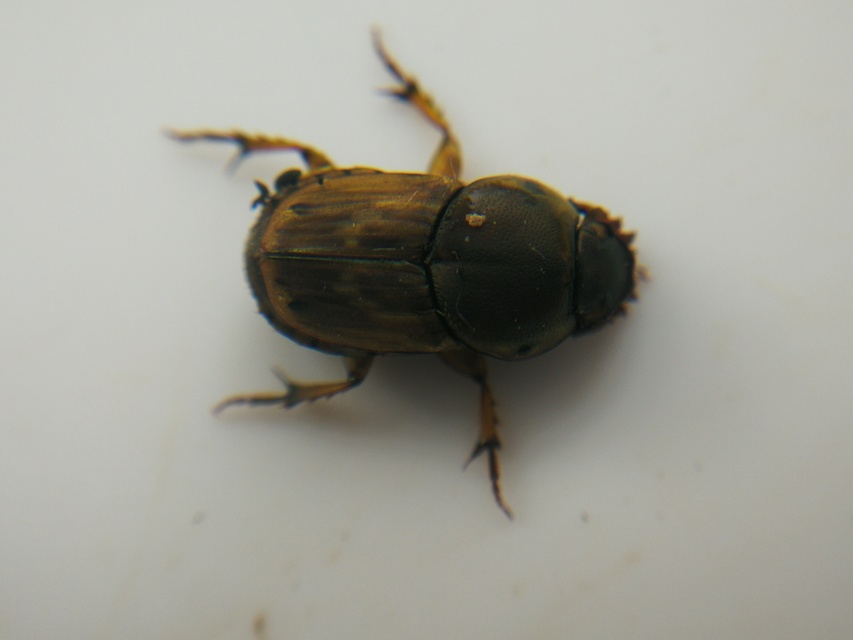 Euoniticellus fulvus - halványfoltos trágyatúró