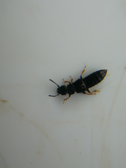 Anotylus Anotylus