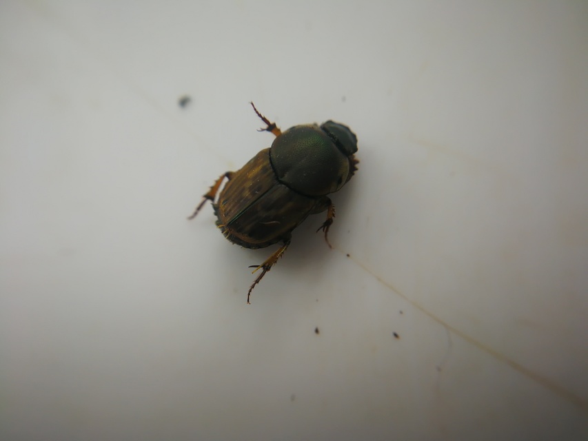 Euoniticellus fulvus - halványfoltos trágyatúró