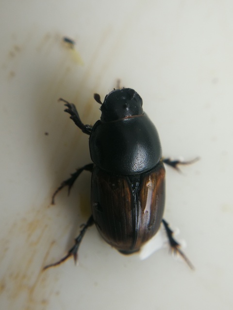 Aphodius erraticus - barnáshátú trágyabogár