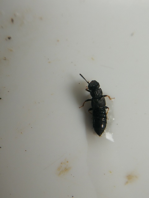 Anotylus Anotylus