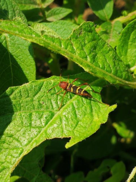 Neoclytus acuminatus - amerikai darázscincér