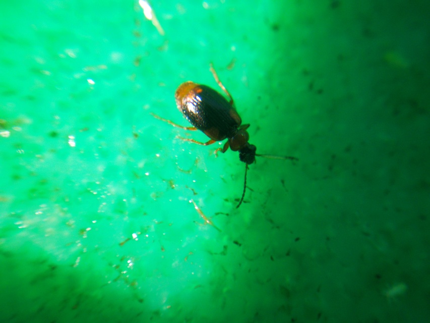 Lebia humeralis - vállfoltos cserjefutó