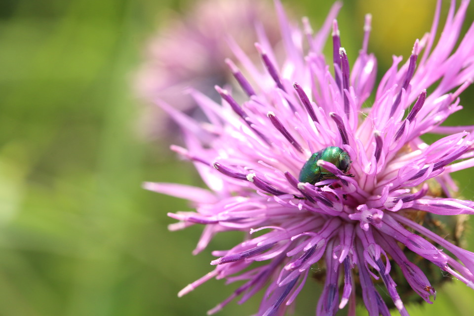 Chrysomelidae - levélbogárfélék Chrysomelidae - levélbogárfélék