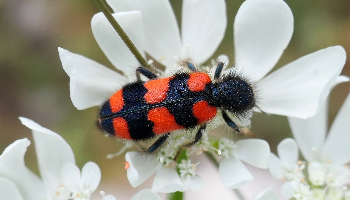 Trichodes favarius - hatfoltos méhészbogár