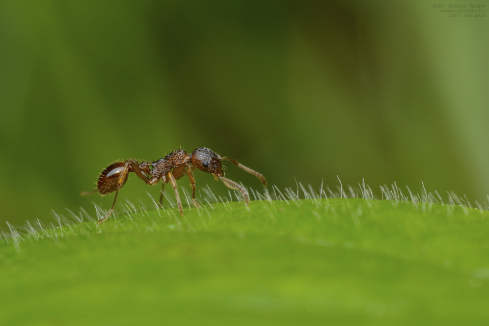 Myrmica ruginodis - erdei bütyköshangya