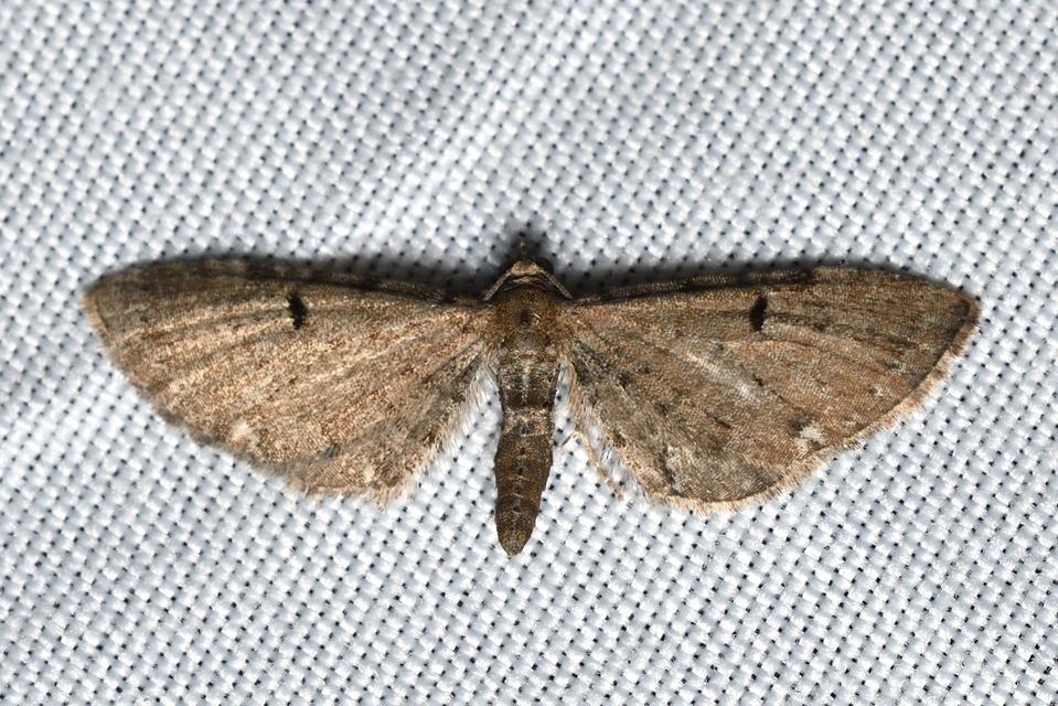 Eupithecia absinthiata - üröm-törpearaszoló