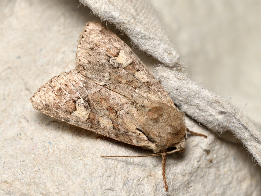Apamea sordens - kalászrágó dudvabagoly Apamea sordens - kalászrágó dudvabagoly