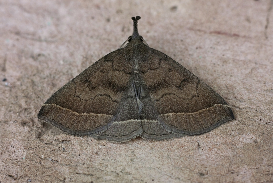 Pechipogo plumigeralis - tollascsápú karcsúbagoly