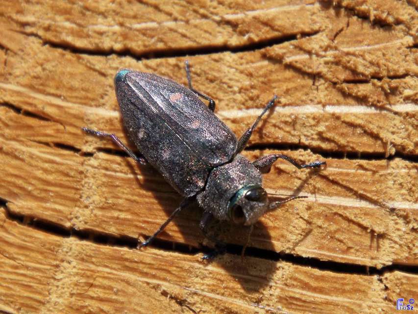 Chrysobothris affinis - aranypettyes díszbogár