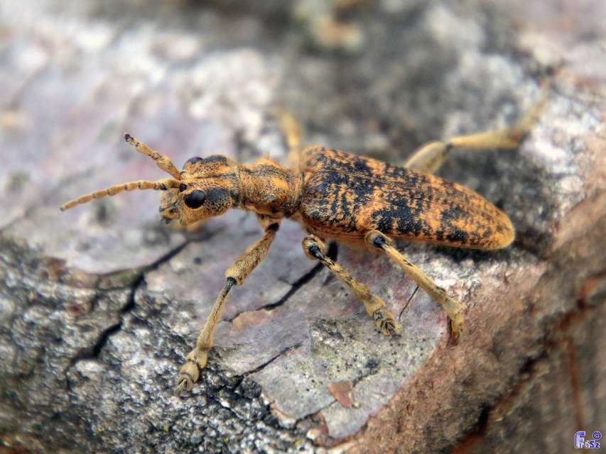 Rhagium sycophanta - tölgyes-tövisescincér