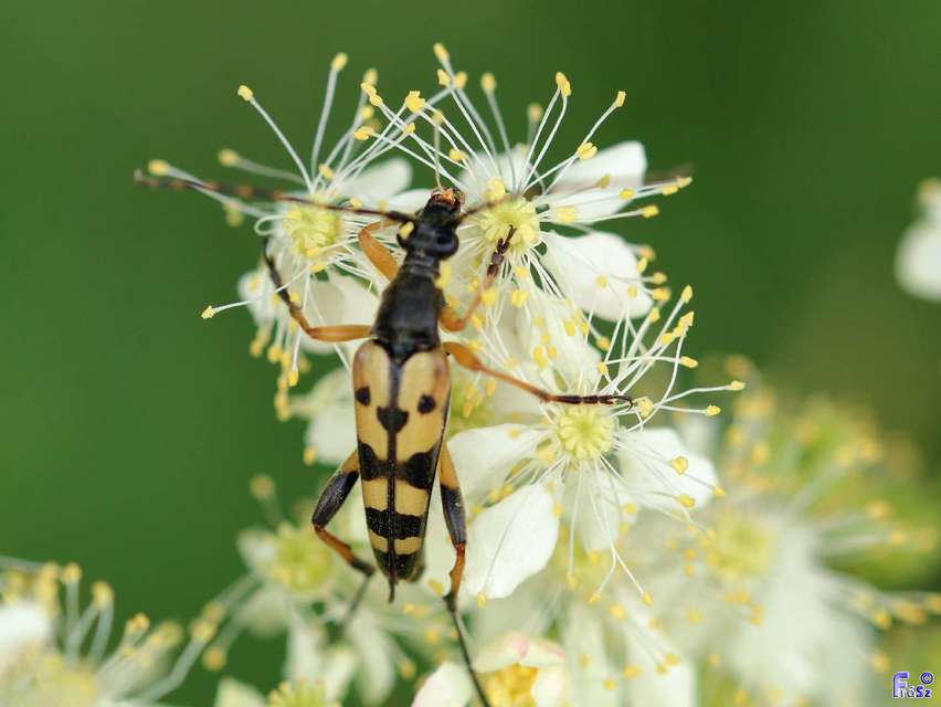 Rutpela maculata - tarkacsápú karcsúcincér