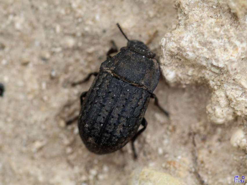 Opatrum sabulosum - sároshátú gyászbogár