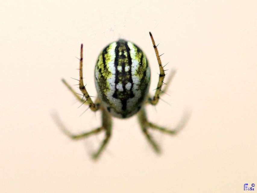 Mangora acalypha - réti keresztespók