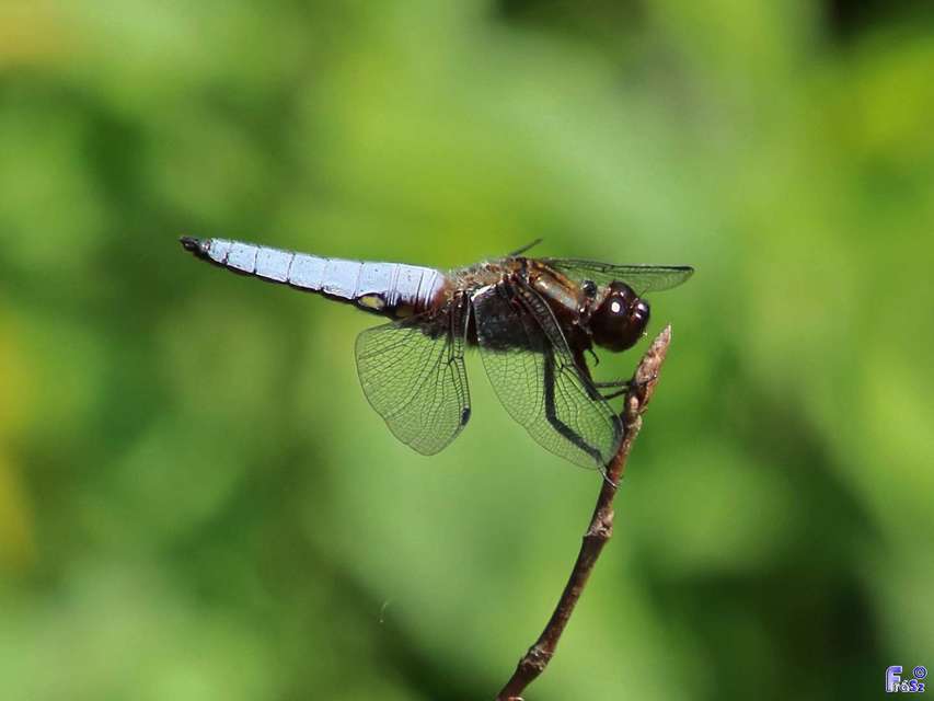 Libellula depressa - széles laposacsa