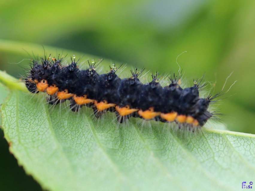 Saturnia pavoniella/pavonia