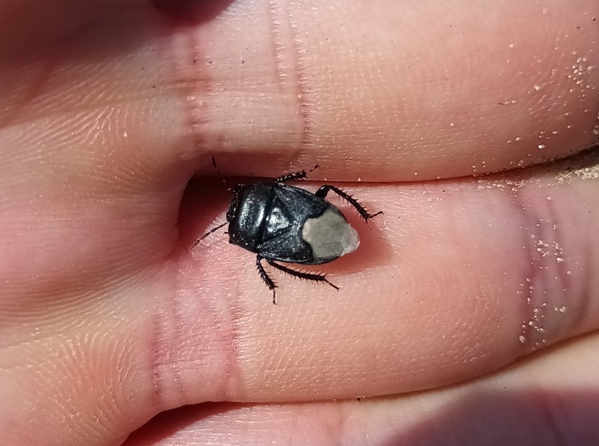 Cydnus aterrimus - nagy földipoloska