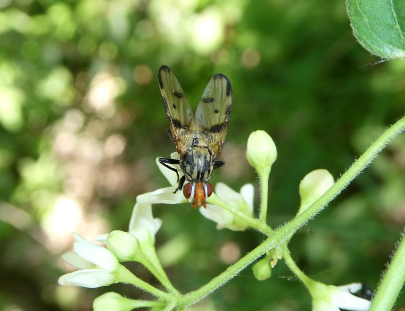 Otites formosa