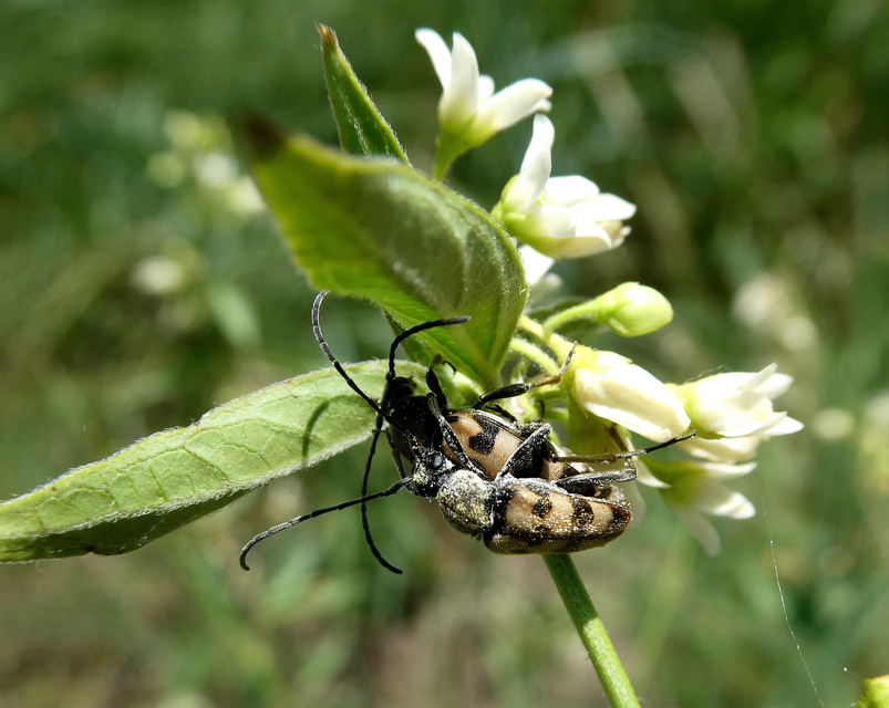 Pachytodes erraticus - rajzos virágcincér