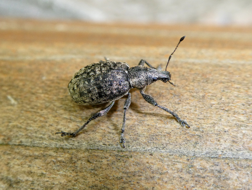 Liophloeus tessulatus - kockás barabolyormányos