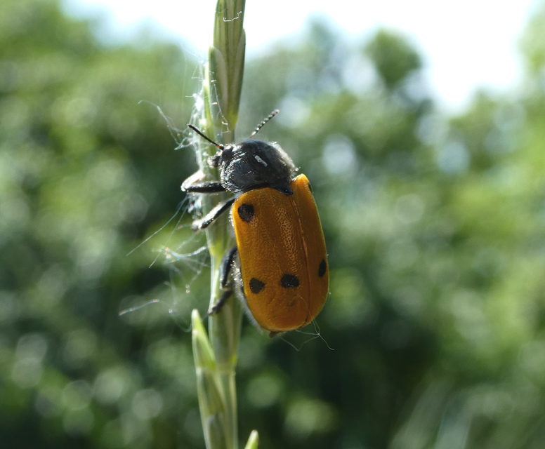 Lachnaia sexpunctata - szőrösnyakú zsákhordóbogár