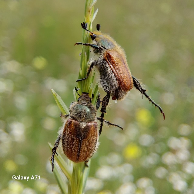 Chaetopteroplia segetum - rozsszipoly