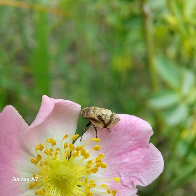 Lepyronia coleoptrata