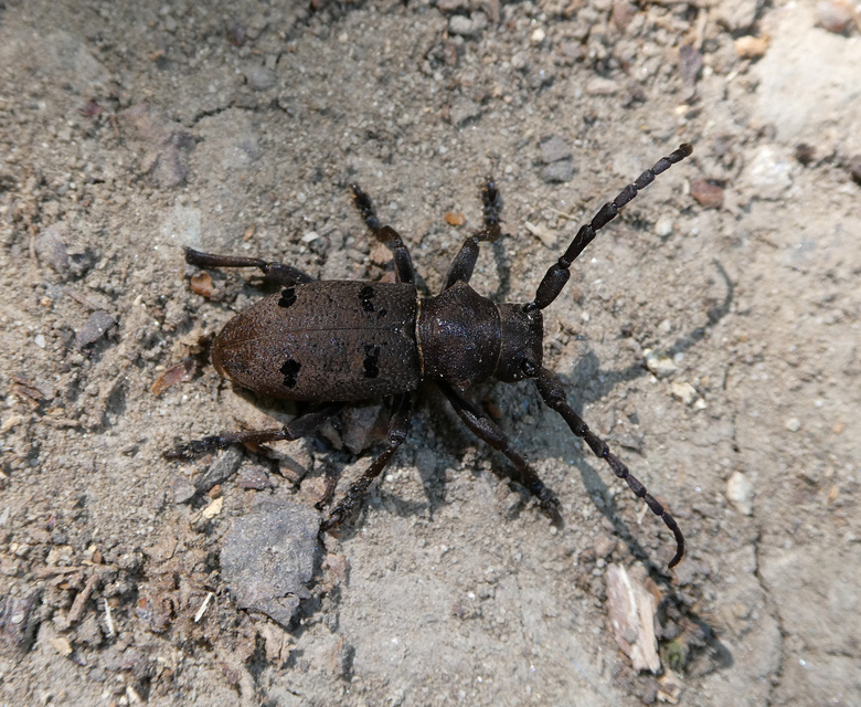 Herophila tristis - selymes alkonycincér