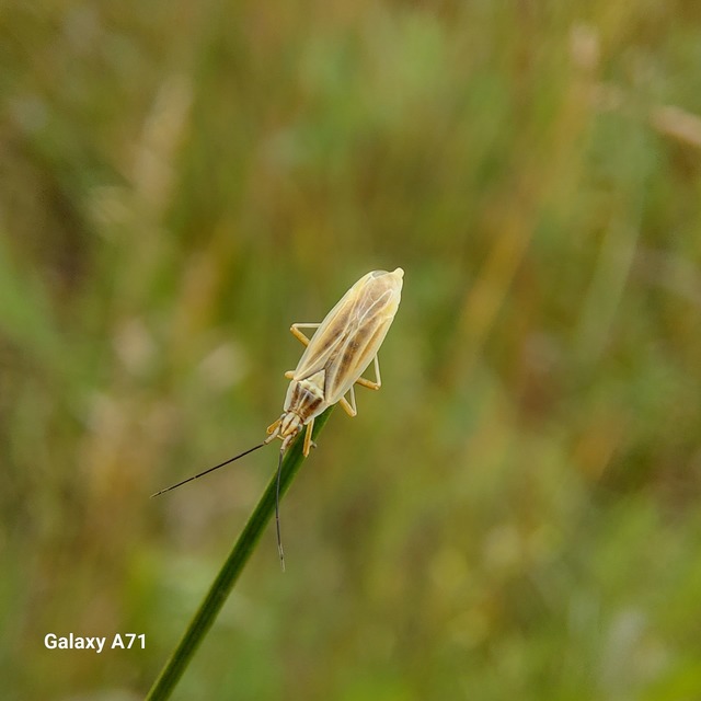 Acetropis carinata - bordás mezeipoloska