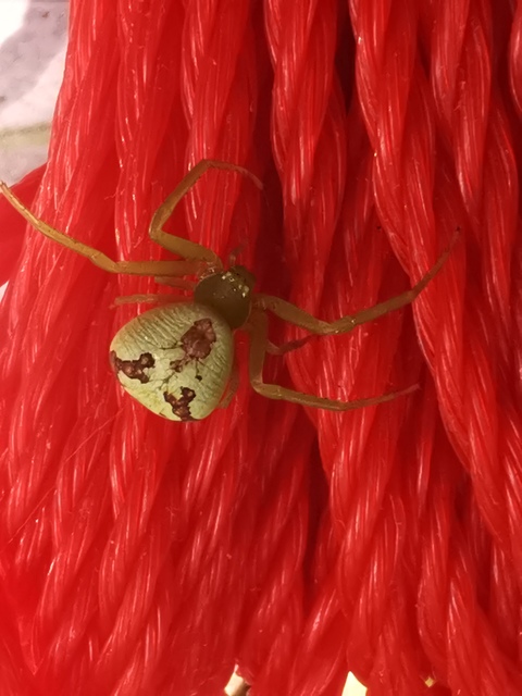 Ebrechtella tricuspidata - alakoskodó karolópók