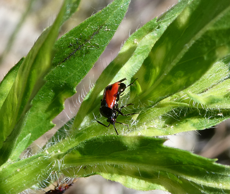 Deraeocoris rutilus - cinóber mezeipoloska