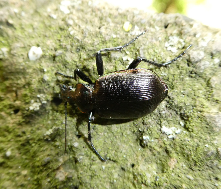 Calosoma inquisitor - kis bábrabló