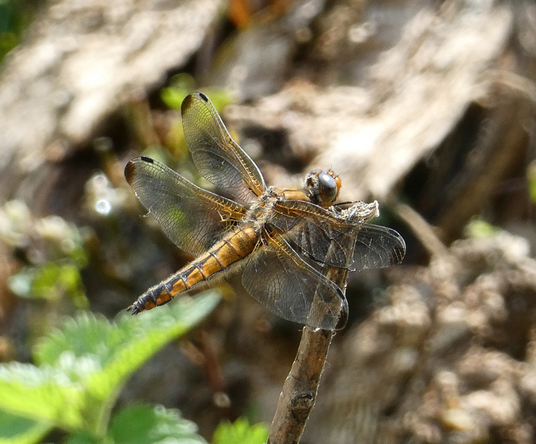 Libellula fulva - kisfoltos laposacsa