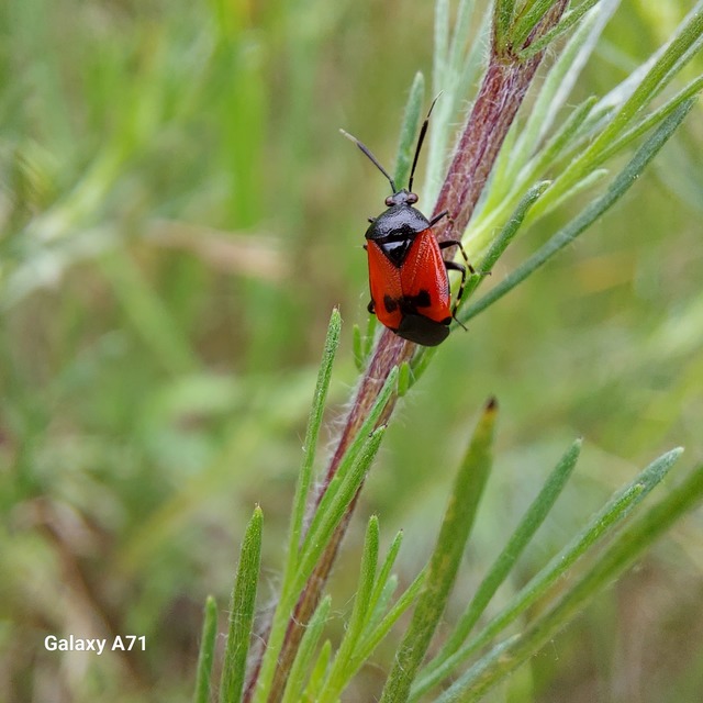 Deraeocoris rutilus - cinóber mezeipoloska