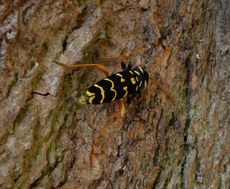 Plagionotus arcuatus - bársonyos darázscincér