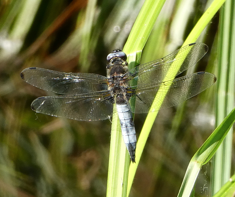 Libellula fulva - kisfoltos laposacsa