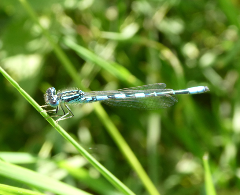 Coenagrion scitulum - mediterrán légivadász