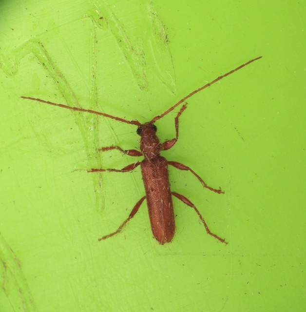 Axinopalpis gracilis - kecses selymescincér