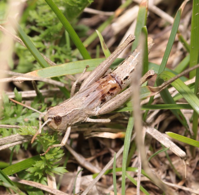 Pseudochorthippus parallelus - közönséges rétisáska
